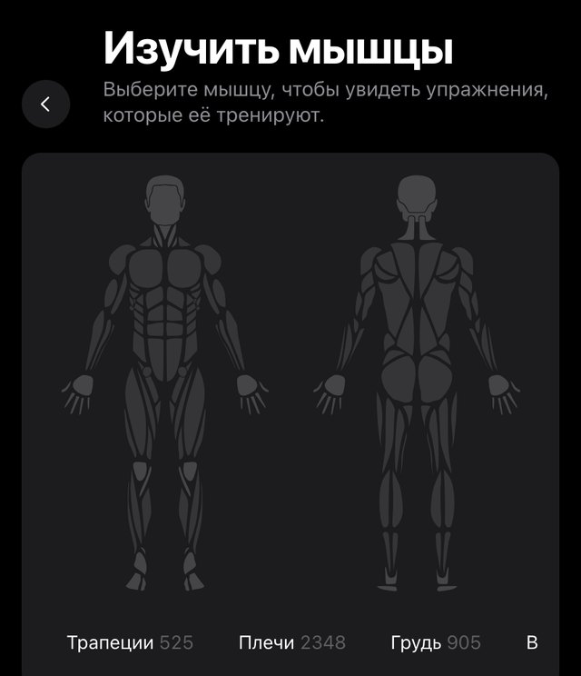 Экран «Изучить мышцы» в openGym: фигура тела спереди и сзади и подписи Трапеции 525, Плечи 2348, Грудь 905